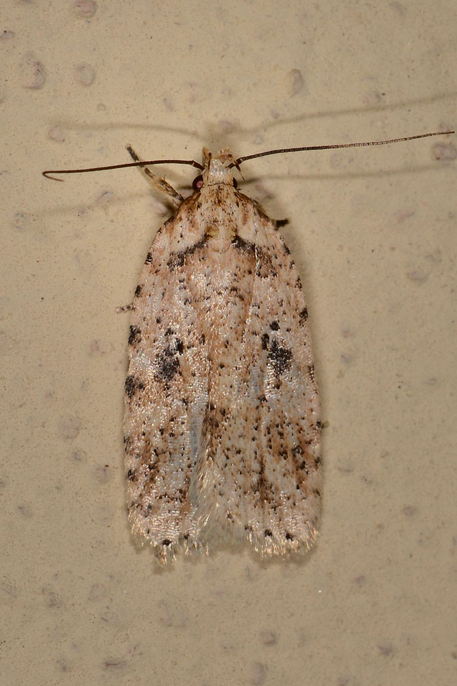 Agonopterix arenella